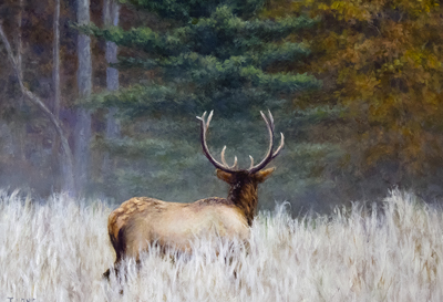 Elk in the Woods