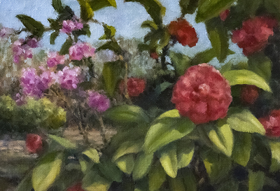 Rhododendron and Azaleas